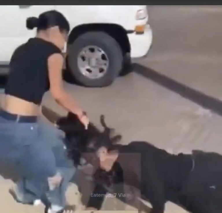 Girl Fight Humiliation 403