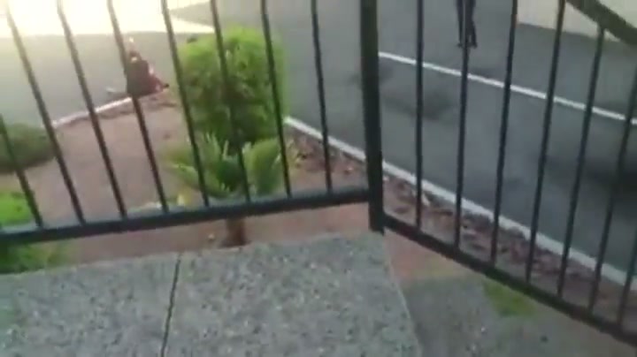Girl Fight 365