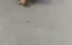 Girl Fight 506