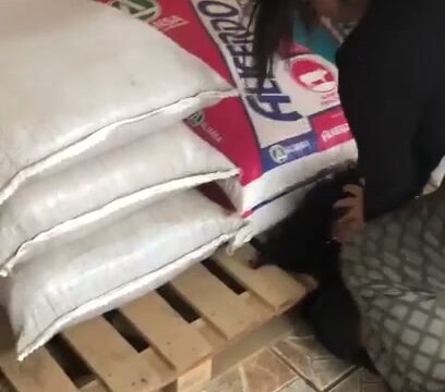 Girl Fight 629